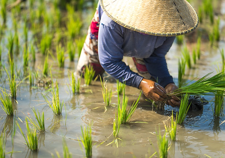Master of Integrated Water Management International WaterCentre